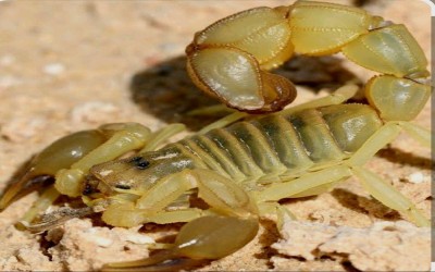ANDROCTONUS AUSTRALIS SCORPION / YELLOW FAT-TAILED SCORPION
